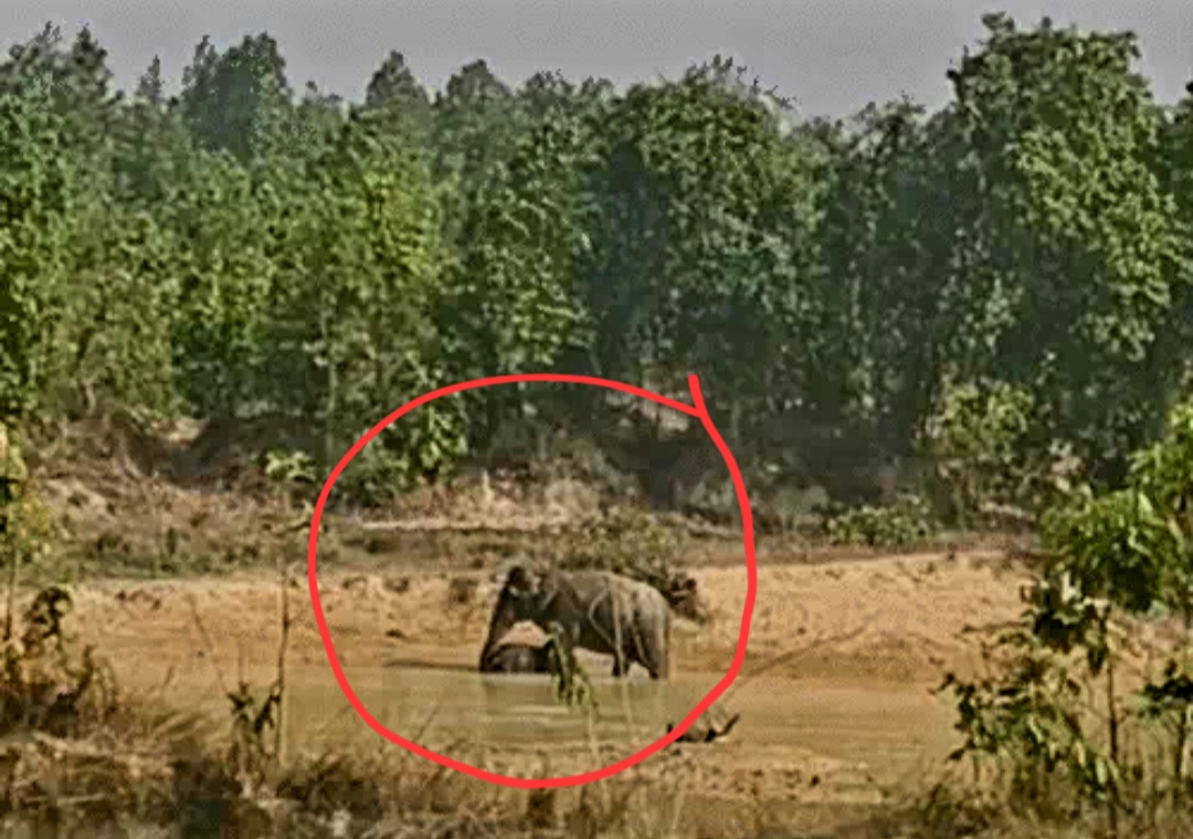 तालाब के दलदल में फंसकर नन्हे हाथी की मौत, बिलखती हथिनी की ममता देख पसीज गया लोगों का दिल