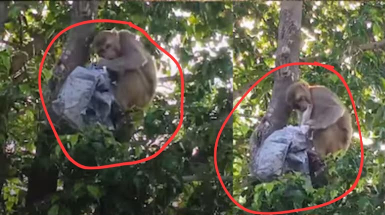कचहरी में बंदरों का 'हवाला' कांड, वकील के बैग से 2 लाख रुपये उड़ाकर पेड़ से की नोटों की बारिश