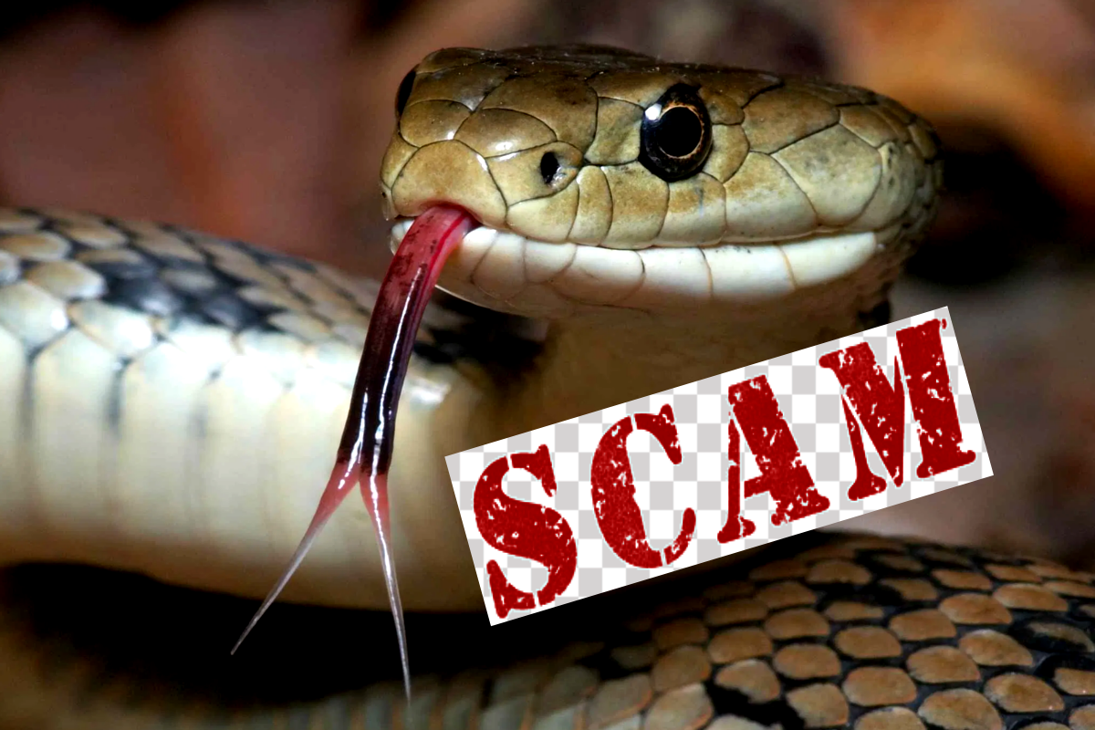 17 करोड़ का सर्पदंश मुआवजा घोटाला, फर्जी डॉक्टर के बाद तहसील ऑफिस तक पहुंची पुलिस की आंच; SDM-तहसीलदार के 3 बाबू गिरफ्तार