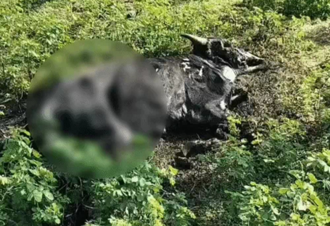 बंद गौठान में तड़प-तड़पकर मरीं 20 से ज्यादा गायें: भूख-प्यास से मौत का दावा, शवों को नोच रहे आवारा कुत्ते; प्रशासन ने बैठाई जांच